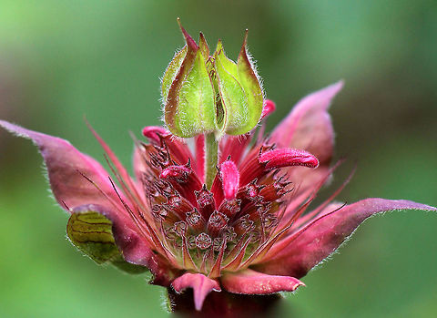 Scarlet Beebalm Dense, rounded clusters/tufts of bright red to pink, tubular flowers. The stems have large, oval-triangular shaped leaves, which smell like mint when crushed.  Beebalm,Geotagged,Monarda didyma,Scarlet Beebalm,Summer,United States,flower