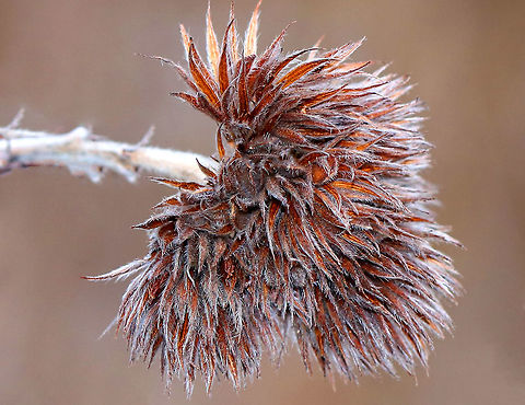 Roundhead Bushclover It may be winter in the northeastern US, but these plants were still beautiful! There were several plants in this meadow with dried, clover-like flowerheads on a stout, central stem that was about 1 meter tall. Fall,Geotagged,Lespedeza capitata,Roundhead Bushclover,United States