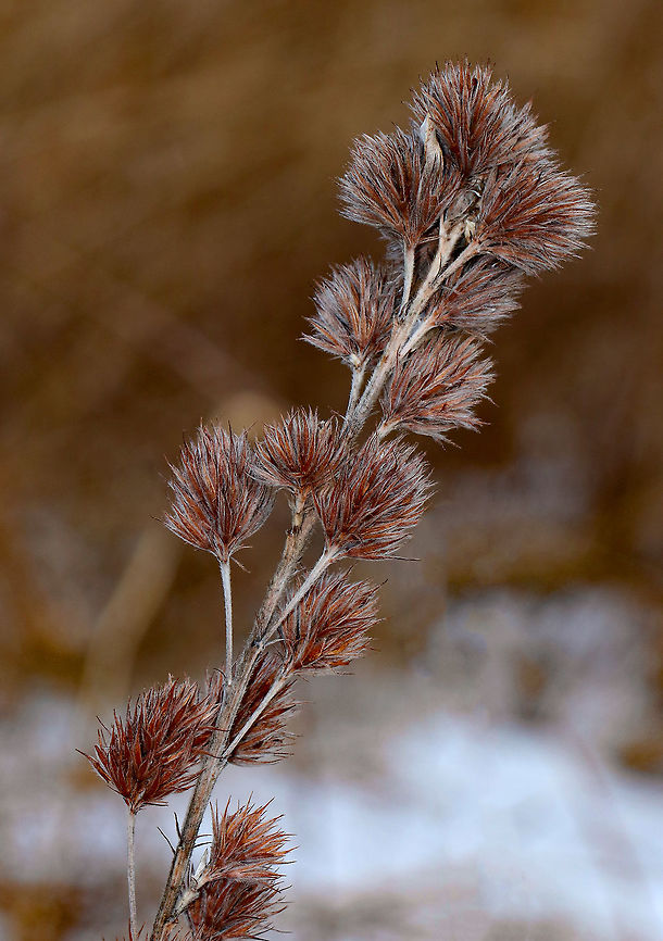 Roundhead Bushclover It may be winter in the northeastern US, but these plants were still beautiful! There were several plants in this meadow with dried, clover-like flowerheads on a stout, central stem that was about 1 meter tall. Fall,Geotagged,Lespedeza capitata,Roundhead Bushclover,United States
