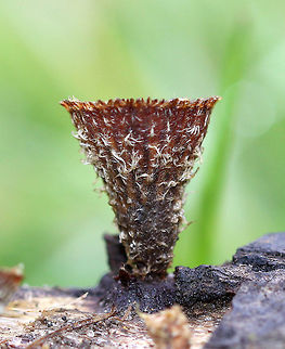 Fluted Bird's Nest Stunningly fascinating fruiting bodies that look like bird's nests. The metallic gray "eggs" inside the nests are called peridioles and contain spores. The shaggy, vase-shaped "nests", called peridia, serve as "splash cups" and help with spore dispersal by using the kinetic energy of rain. When raindrops strike the nest, the peridioles are projected into the air where they can then latch onto branches, leaves, etc. The nests were approximately 1cm tall.  Cyathus striatus,Fall,Fluted Bird's Nest,Fluted bird's nest,Fungi,Geotagged,United States,fungus