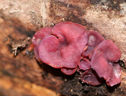 Purple Jellydisc Vibrant, reddish purple fruiting bodies that were 5-10 mm wide. They varied from irregularly-shaped to disc-shaped. This fungus contains the bioactive, antibiotic compound ascocorynin, which has been shown to inhibit the growth of several Gram-positive bacteria. Ascocoryne sarcoides,Fall,Geotagged,Jelly Drops,Purple Jellydisc,United States,fungi,fungus,mushroom