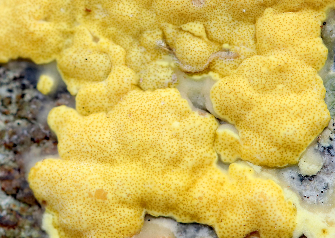 Hypocrea sulphurea Bright yellow, irregularly shaped fungus growing on a fallen tree. It had dark spots called ostioles, which are the exit holes for spores.<br />
<figure class="photo"><a href="https://www.jungledragon.com/image/71737/hypocrea_sulphurea.html" title="Hypocrea sulphurea"><img src="https://s3.amazonaws.com/media.jungledragon.com/images/3232/71737_thumb.jpg?AWSAccessKeyId=05GMT0V3GWVNE7GGM1R2&Expires=1759968010&Signature=SchJrAEG6e7MyIJyACcp69vt%2FDc%3D" width="200" height="134" alt="Hypocrea sulphurea Bright yellow, irregularly shaped fungus growing on a fallen tree. It had dark spots called ostioles, which are the exit holes for spores.<br />
https://www.jungledragon.com/image/56624/hypocrea_sulphurea.html<br />
https://www.jungledragon.com/image/71738/hypocrea_sulphurea.html<br />
 Fall,Geotagged,Hypocrea,Hypocrea sulphurea,United States" /></a></figure><br />
<figure class="photo"><a href="https://www.jungledragon.com/image/71738/hypocrea_sulphurea.html" title="Hypocrea sulphurea"><img src="https://s3.amazonaws.com/media.jungledragon.com/images/3232/71738_thumb.jpg?AWSAccessKeyId=05GMT0V3GWVNE7GGM1R2&Expires=1759968010&Signature=Ok8SHX8oliZGTJi4VMfO%2FSMXInk%3D" width="200" height="156" alt="Hypocrea sulphurea Bright yellow, irregularly shaped fungus growing on a fallen tree. It had dark spots called ostioles, which are the exit holes for spores.<br />
https://www.jungledragon.com/image/71737/hypocrea_sulphurea.html<br />
https://www.jungledragon.com/image/56624/hypocrea_sulphurea.html Fall,Geotagged,Hypocrea sulphurea,United States" /></a></figure> Fall,Geotagged,Hypocrea sulphurea,United States,fungus