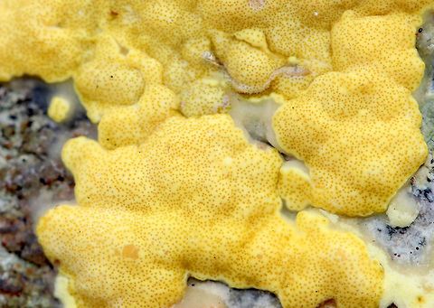 Hypocrea sulphurea Bright yellow, irregularly shaped fungus growing on a fallen tree. It had dark spots called ostioles, which are the exit holes for spores.
https://www.jungledragon.com/image/71737/hypocrea_sulphurea.html
https://www.jungledragon.com/image/71738/hypocrea_sulphurea.html Fall,Geotagged,Hypocrea sulphurea,United States,fungus