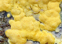 Hypocrea sulphurea Bright yellow, irregularly shaped fungus growing on a fallen tree. It had dark spots called ostioles, which are the exit holes for spores.<br />
https://www.jungledragon.com/image/71737/hypocrea_sulphurea.html<br />
https://www.jungledragon.com/image/71738/hypocrea_sulphurea.html Fall,Geotagged,Hypocrea sulphurea,United States,fungus