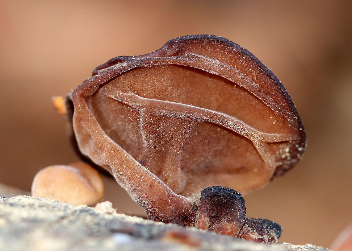Wood Ear Wavy, brown, ear-shaped fruiting bodies that were 4-8 cm wide. They were very soft and fuzzy.<br />
<br />
Until recently, the North American species of Wood Ear was considered to be Auricularia auricula-judae. However, research has shown that Auricularia auricula-judae is not endemic to North America. Auricularia angiospermarum,Fall,Geotagged,United States,Wood Ear,fungi,fungus,mushroom