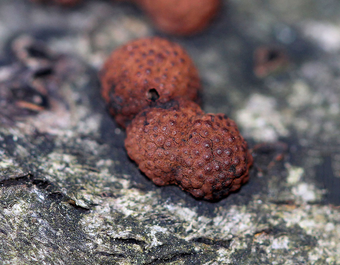 Beech Woodwart Brick red to brown fruiting bodies that looked like petrified raspberries. They were 3-5 mm in size. Most had bumps on the surface - the bumps are the openings of structures called perithecia, which are embedded just below the surface. The perithecia form ascospores. The interior flesh was black.  Beech Woodwart,Fall,Geotagged,Hypoxylon,Hypoxylon fragiforme,United States,fungus