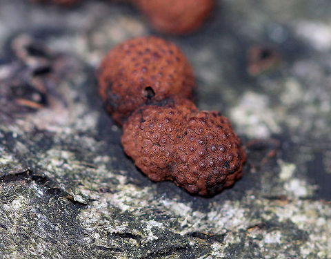 Beech Woodwart Brick red to brown fruiting bodies that looked like petrified raspberries. They were 3-5 mm in size. Most had bumps on the surface - the bumps are the openings of structures called perithecia, which are embedded just below the surface. The perithecia form ascospores. The interior flesh was black.  Beech Woodwart,Fall,Geotagged,Hypoxylon,Hypoxylon fragiforme,United States,fungus