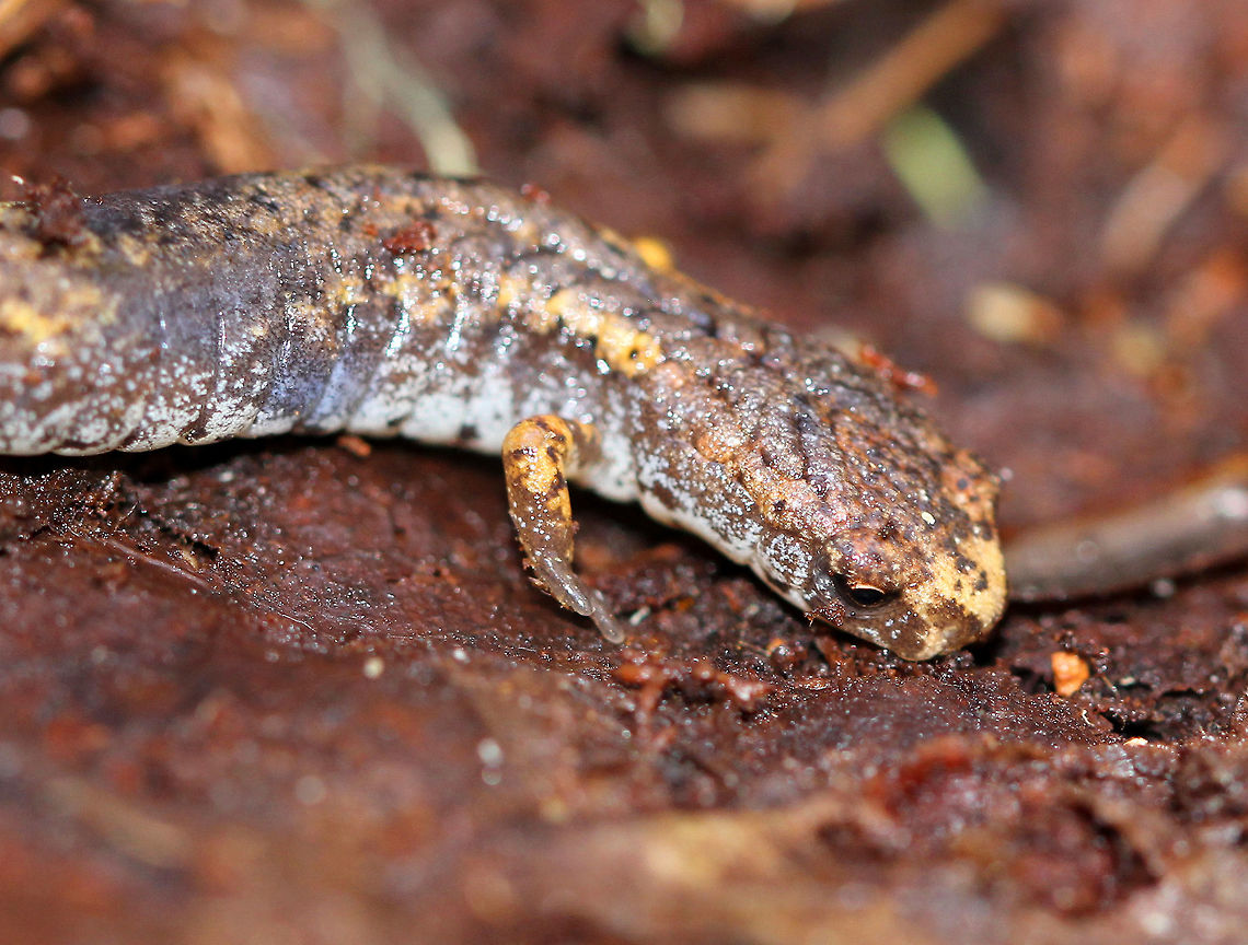 Four-toed Salamander Imagine my surprise when I went to pick up a plastic garbage bag while hiking in a relatively remote forest and found this gorgeous, white-bellied salamander overwintering underneath it. I thought this salamander deserved a better spot to overwinter, so I gently placed it under a rotting log that I found less than a foot away from the plastic bag.<br />
<br />
Four-toed salamanders have a porcelain white belly with small, black spots scattered about the venter. The dorsal surface is brown-yellow. They have unique four-toed feet. Also, at the base of their tail, they have an obvious constriction where it can detach and then be regenerated. This detachment is voluntarily, which is another unique feature of this salamander since most salamanders must be grasped in order for their tails to come off. Additionally, when detached, their tails will continue to wiggle, possibly distracting predators. This salamander was 5cm long, and over 50% of that length was it&#039;s tail. <br />
<br />
The four-toed salamander is in a state of decline throughout its range due to its specialized habitat requirements in addition to habitat destruction and degradation. Research has shown that they are very important contributors to nutrient cycling in forest ecosystems, and therefore, they play an important role in the health and balance of forest systems. Finding this beautiful creature under a plastic bag in a remote forest is a sad, yet significant reminder of the extent of the human footprint in nature.  Fall,Four-toed Salamander,Four-toed salamander,Geotagged,Hemidactylium scutatum,United States,salamander