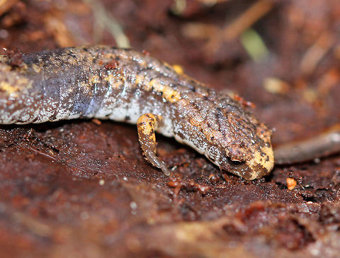 Four-toed Salamander Imagine my surprise when I went to pick up a plastic garbage bag while hiking in a relatively remote forest and found this gorgeous, white-bellied salamander overwintering underneath it. I thought this salamander deserved a better spot to overwinter, so I gently placed it under a rotting log that I found less than a foot away from the plastic bag.

Four-toed salamanders have a porcelain white belly with small, black spots scattered about the venter. The dorsal surface is brown-yellow. They have unique four-toed feet. Also, at the base of their tail, they have an obvious constriction where it can detach and then be regenerated. This detachment is voluntarily, which is another unique feature of this salamander since most salamanders must be grasped in order for their tails to come off. Additionally, when detached, their tails will continue to wiggle, possibly distracting predators. This salamander was 5cm long, and over 50% of that length was it's tail. 

The four-toed salamander is in a state of decline throughout its range due to its specialized habitat requirements in addition to habitat destruction and degradation. Research has shown that they are very important contributors to nutrient cycling in forest ecosystems, and therefore, they play an important role in the health and balance of forest systems. Finding this beautiful creature under a plastic bag in a remote forest is a sad, yet significant reminder of the extent of the human footprint in nature.  Fall,Four-toed Salamander,Four-toed salamander,Geotagged,Hemidactylium scutatum,United States,salamander