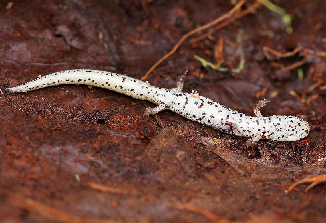 Four-toed Salamander Imagine my surprise when I went to pick up a plastic garbage bag while hiking in a relatively remote forest and found this gorgeous, white-bellied salamander overwintering underneath it. I thought this salamander deserved a better spot to overwinter, so I gently placed it under a rotting log that I found less than a foot away from the plastic bag.<br />
<br />
Four-toed salamanders have a porcelain white belly with small, black spots scattered about the venter. The dorsal surface is brown-yellow. They have unique four-toed feet. Also, at the base of their tail, they have an obvious constriction where it can detach and then be regenerated. This detachment is voluntarily, which is another unique feature of this salamander since most salamanders must be grasped in order for their tails to come off. Additionally, when detached, their tails will continue to wiggle, possibly distracting predators. This salamander was 5cm long, and over 50% of that length was it's tail. <br />
<br />
The four-toed salamander is in a state of decline throughout its range due to its specialized habitat requirements in addition to habitat destruction and degradation. Research has shown that they are very important contributors to nutrient cycling in forest ecosystems, and therefore, they play an important role in the health and balance of forest systems. Finding this beautiful creature under a plastic bag in a remote forest is a sad, yet significant reminder of the extent of the human footprint in nature. Fall,Four-toed Salamander,Four-toed salamander,Geotagged,Hemidactylium scutatum,United States,salamander