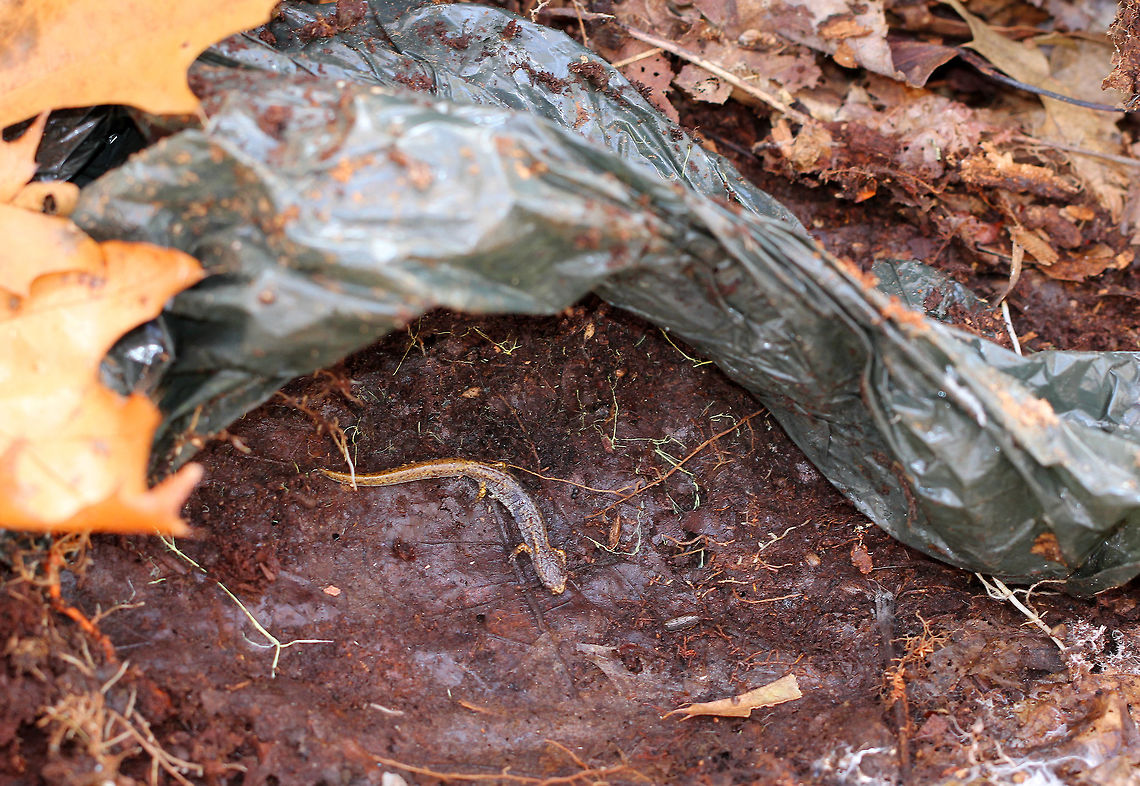 Four-toed Salamander Imagine my surprise when I went to pick up a plastic garbage bag while hiking in a relatively remote forest and found this gorgeous, white-bellied salamander overwintering underneath it. I thought this salamander deserved a better spot to overwinter, so I gently placed it under a rotting log that I found less than a foot away from the plastic bag.<br />
<br />
Four-toed salamanders have a porcelain white belly with small, black spots scattered about the venter. The dorsal surface is brown-yellow. They have unique four-toed feet. Also, at the base of their tail, they have an obvious constriction where it can detach and then be regenerated. This detachment is voluntarily, which is another unique feature of this salamander since most salamanders must be grasped in order for their tails to come off. Additionally, when detached, their tails will continue to wiggle, possibly distracting predators. This salamander was 5cm long, and over 50% of that length was it's tail. <br />
<br />
The four-toed salamander is in a state of decline throughout its range due to its specialized habitat requirements in addition to habitat destruction and degradation. Research has shown that they are very important contributors to nutrient cycling in forest ecosystems, and therefore, they play an important role in the health and balance of forest systems. Finding this beautiful creature under a plastic bag in a remote forest is a sad, yet significant reminder of the extent of the human footprint in nature. Fall,Four-toed Salamander,Four-toed salamander,Geotagged,Hemidactylium scutatum,United States,salamander