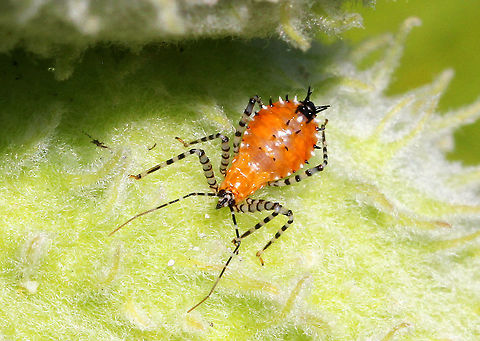 Assassin Bug Nymph - Pselliopus sp. Undoubtedly the cutest assassin bug I've ever seen. It had a bright orange body and boldly banded legs. It was about 7mm long. Assassin bugs are predatory insects. Unfortunately for this bug, there were no aphids, larvae, nor any other insects on this milkweed plant. However, all the milkweed plants surrounding it, were absolutely covered in oleander aphids, ladybug larvae and pupae, in addition to other caterpillars. So, this nymph didn't display good judgment when choosing its location, but I'll attribute this illogicality to youth... Assassin Bug Nymph,Geotagged,Pselliopus,Summer,United States,assassin bug,bug,nymph