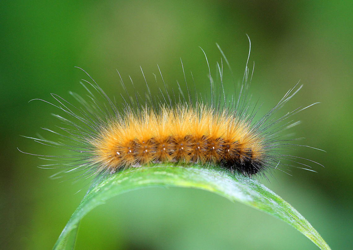 Salt Marsh Moth Caterpillar - Estigmene acrea Very hairy orange-tan caterpillar with long, soft setae projecting from its body. Its face was mostly black. These caterpillars are highly variable in color.<br />
<br />
Larvae feed on a huge variety of weedy plants, including ground cherry, milkweed, dog fennel, and mallow, in addition to crops and trees such as alfalfa, asparagus, bean, beet, cabbage, carrot, celery, clover, corn, cotton, lettuce, onion, pea, potato, soybean, sugarbeet, tobacco, tomato, turnip, alder, apple, cherry, elderberry, pear, and poplar. Estigmene acrea,Fall,Geotagged,Salt Marsh Moth,Salt Marsh Moth Caterpillar,United States,caterpillar,moth week 2018