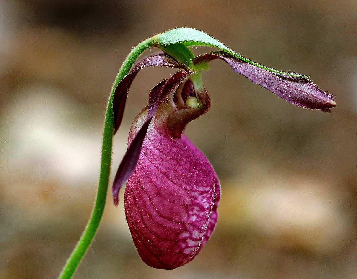Pink Lady's Slipper - Cypripedium acaule One of the largest native orchids, this flower is characterized by a leafless stalk bearing one flower with a distinctive, pink, inflated, slipper-like petal. This petal has red veins and a fissure down the front. There are 3 sepals and 2 greenish brown upper petals. The plant has one basal pair of long, oval leaves. Spotted in a mixed, wet forest. Pink Lady&#039;s Slippers are rare and hard to find in Connecticut, but when they are discovered, they usually occur in large patches. It should not be picked or dug up for transplanting because they reproduce very poorly and are extremely difficult to grow in gardens.<br />
<br />
According to Native American folklore, a young maiden, who ran barefoot in the snow in search of medicine to save her tribe, was found collapsed on the way back from her mission with swollen, frozen feet. As a result, lady slipper flowers grew where her feet had been as a reminder of her bravery. <br />
<br />
 Cypripedium acaule,Geotagged,Pink Lady's Slipper,Spring,United States