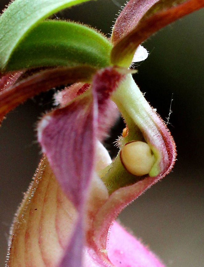 Pink Lady's Slipper One of the largest native orchids, this flower is characterized by a leafless stalk bearing one flower with a distinctive, pink, inflated, slipper-like petal. This petal has red veins and a fissure down the front. There are 3 sepals and 2 greenish brown upper petals. The plant has one basal pair of long, oval leaves. Spotted in a mixed, wet forest. Pink Lady&#039;s Slippers are rare and hard to find in Connecticut, but when they are discovered, they usually occur in large patches. It should not be picked or dug up for transplanting because they reproduce very poorly and are extremely difficult to grow in gardens.<br />
<br />
 According to Native American folklore, a young maiden, who ran barefoot in the snow in search of medicine to save her tribe, was found collapsed on the way back from her mission with swollen, frozen feet. As a result, lady slipper flowers grew where her feet had been as a reminder of her bravery.  Cypripedium acaule,Geotagged,Pink Lady's Slipper,Spring,United States