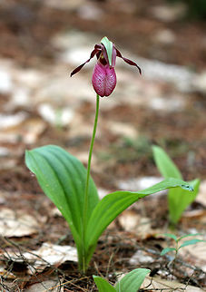 Pink Lady's Slipper One of the largest native orchids, this flower is characterized by a leafless stalk bearing one flower with a distinctive, pink, inflated, slipper-like petal. This petal has red veins and a fissure down the front. There are 3 sepals and 2 greenish brown upper petals. The plant has one basal pair of long, oval leaves. Spotted in a mixed, wet forest. Pink Lady's Slippers are rare and hard to find in Connecticut, but when they are discovered, they usually occur in large patches. It should not be picked or dug up for transplanting because they reproduce very poorly and are extremely difficult to grow in gardens.

 According to Native American folklore, a young maiden, who ran barefoot in the snow in search of medicine to save her tribe, was found collapsed on the way back from her mission with swollen, frozen feet. As a result, lady slipper flowers grew where her feet had been as a reminder of her bravery. Cypripedium acaule,Geotagged,Pink Lady's Slipper,Spring,United States