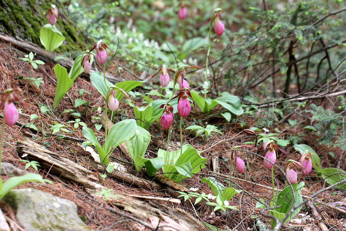 Pink Lady's Slipper One of the largest native orchids, this flower is characterized by a leafless stalk bearing one flower with a distinctive, pink, inflated, slipper-like petal. This petal has red veins and a fissure down the front. There are 3 sepals and 2 greenish brown upper petals. The plant has one basal pair of long, oval leaves. Spotted in a mixed, wet forest. Pink Lady&#039;s Slippers are rare and hard to find in Connecticut, but when they are discovered, they usually occur in large patches. It should not be picked or dug up for transplanting because they reproduce very poorly and are extremely difficult to grow in gardens.<br />
<br />
 According to Native American folklore, a young maiden, who ran barefoot in the snow in search of medicine to save her tribe, was found collapsed on the way back from her mission with swollen, frozen feet. As a result, lady slipper flowers grew where her feet had been as a reminder of her bravery. Cypripedium acaule,Geotagged,Pink Lady's Slipper,Spring,United States