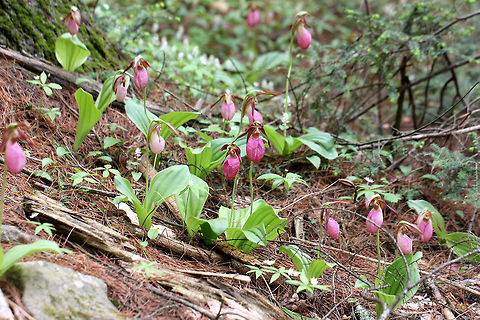 Pink Lady's Slipper One of the largest native orchids, this flower is characterized by a leafless stalk bearing one flower with a distinctive, pink, inflated, slipper-like petal. This petal has red veins and a fissure down the front. There are 3 sepals and 2 greenish brown upper petals. The plant has one basal pair of long, oval leaves. Spotted in a mixed, wet forest. Pink Lady's Slippers are rare and hard to find in Connecticut, but when they are discovered, they usually occur in large patches. It should not be picked or dug up for transplanting because they reproduce very poorly and are extremely difficult to grow in gardens.

 According to Native American folklore, a young maiden, who ran barefoot in the snow in search of medicine to save her tribe, was found collapsed on the way back from her mission with swollen, frozen feet. As a result, lady slipper flowers grew where her feet had been as a reminder of her bravery. Cypripedium acaule,Geotagged,Pink Lady's Slipper,Spring,United States