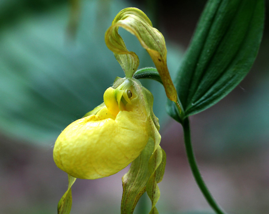 Greater Yellow Lady's Slipper Large, yellow flower on the end of a leafy stalk. Flowers have an inflated, yellow, pouch-shaped lip petal. <br />
This flower is listed as "Exploitably Vulnerable" in New York. This designation means that this species is likely to become threatened in the near future throughout its range if causal factors continue unchecked.  Cypripedium parviflorum,Cypripedium parviflorum var. pubescens,Geotagged,Greater Yellow Lady's Slipper,Spring,United States