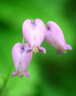 Wild Bleeding Heart - Dicentra eximia Lavender, nodding, heart-shaped flowers located above the foliage on long, leafless, leaning stems. The flower's inner petals protrude and look like a drop of blood at the bottom of each heart-shaped flower. Leaves are deeply cut and fern-like.
https://www.jungledragon.com/image/71533/wild_bleeding_heart_-_dicentra_eximia.html
https://www.jungledragon.com/image/71534/wild_bleeding_heart_-_dicentra_eximia.html Dicentra eximia,Geotagged,Spring,United States,Wild Bleeding Heart