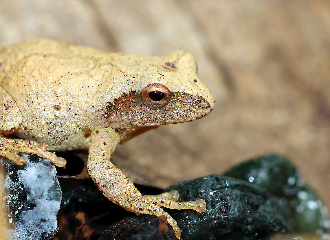 Northern Spring Peeper These tiny frogs are considered to be harbingers of spring. However, it was autumn in Connecticut when I spotted it, which means this frog was most likely getting ready to seek shelter in an underground burrow or in leaf litter where it will spend the winter. They are able to survive being frozen because their bodies produce a natural anti-freeze, which protects them during the frigid winter months. Physically, this frog had very light tan skin with slightly darker markings, including a distinctive X-shaped mark on its back. They can darken or lighten their skin color to better camouflage themselves in only a few minutes. This one was only about 1.5cm long. Fall,Geotagged,Northern Spring Peeper,Pseudacris c. crucifer,Pseudacris crucifer,Pseudacris crucifer crucifer,Spring peeper,United States,frog,peeper