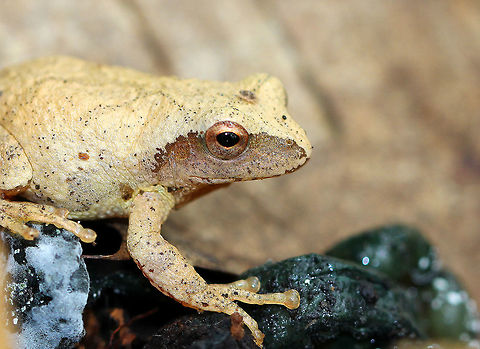 Northern Spring Peeper These tiny frogs are considered to be harbingers of spring. However, it was autumn in Connecticut when I spotted it, which means this frog was most likely getting ready to seek shelter in an underground burrow or in leaf litter where it will spend the winter. They are able to survive being frozen because their bodies produce a natural anti-freeze, which protects them during the frigid winter months. Physically, this frog had very light tan skin with slightly darker markings, including a distinctive X-shaped mark on its back. They can darken or lighten their skin color to better camouflage themselves in only a few minutes. This one was only about 1.5cm long. Fall,Geotagged,Northern Spring Peeper,Pseudacris c. crucifer,Pseudacris crucifer,Pseudacris crucifer crucifer,Spring peeper,United States,frog,peeper