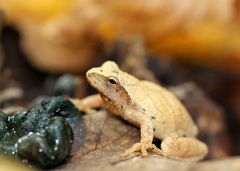 Northern Spring Peeper These tiny frogs are considered to be harbingers of spring. However, it was autumn in Connecticut when I spotted it, which means this frog was most likely getting ready to seek shelter in an underground burrow or in leaf litter where it will spend the winter. They are able to survive being frozen because their bodies produce a natural anti-freeze, which protects them during the frigid winter months. Physically, this frog had very light tan skin with slightly darker markings, including a distinctive X-shaped mark on its back. They can darken or lighten their skin color to better camouflage themselves in only a few minutes. This one was only about 1.5cm long. Fall,Geotagged,Northern Spring Peeper,Pseudacris c. crucifer,Pseudacris crucifer,Spring peeper,United States,frog