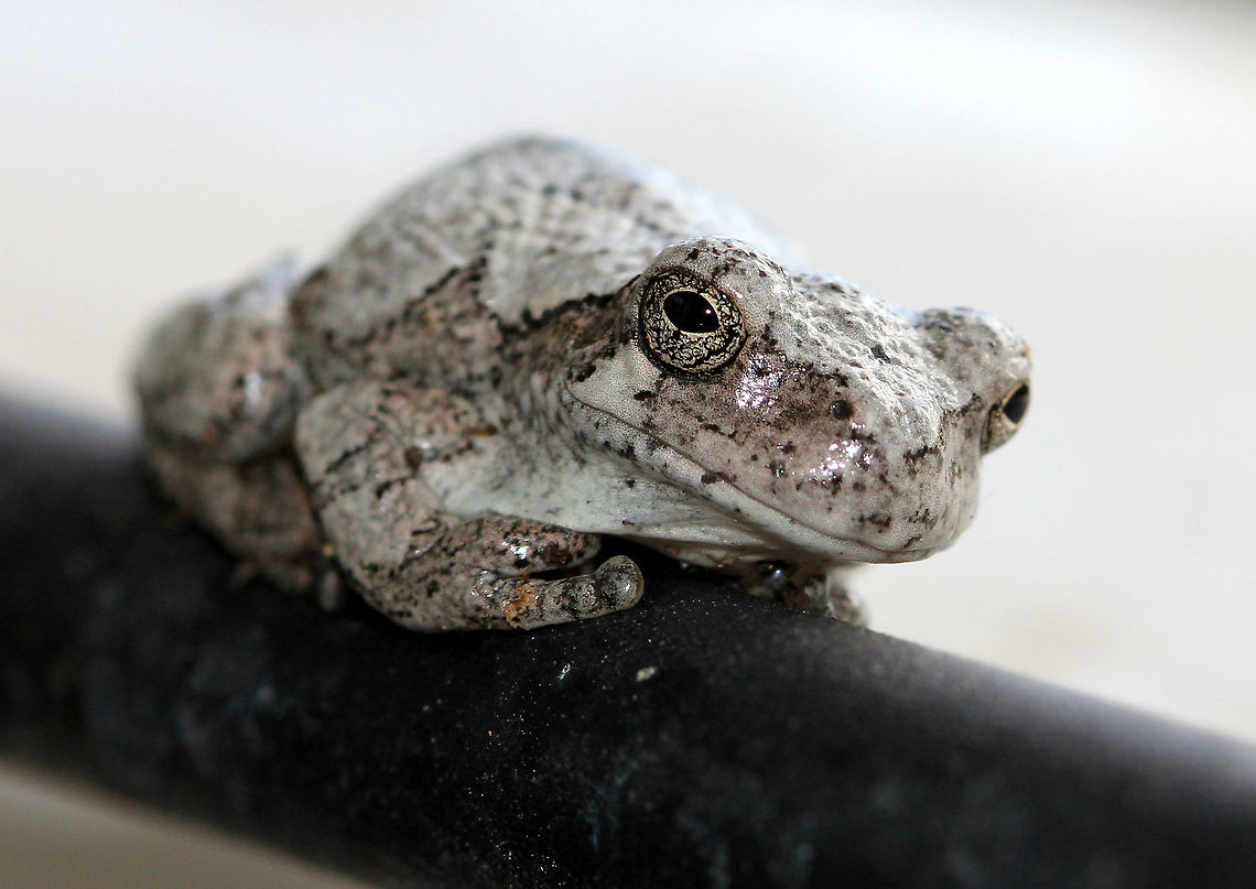 Gray/Cope's Gray Tree Frog - Hyla sp. Cope's gray tree frog is almost indistinguishable from the gray tree frog, and shares much of its geographic range. Both species can vary in color from gray to green because of their amazing ability to camouflage - they can slowly change color from black to nearly white. The amount of mottling is variable. The only noticeable difference between the two species is their call &mdash; Cope's has a faster-paced and slightly higher-pitched call than H. versicolor.  Geotagged,Gray tree frog,Gray/Cope's Gray Tree Frog,Summer,United States,cope's gray tree frog,frog,hyla