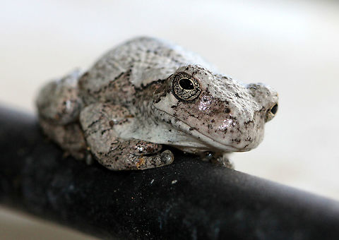 Gray/Cope's Gray Tree Frog - Hyla sp. Cope's gray tree frog is almost indistinguishable from the gray tree frog, and shares much of its geographic range. Both species can vary in color from gray to green because of their amazing ability to camouflage - they can slowly change color from black to nearly white. The amount of mottling is variable. The only noticeable difference between the two species is their call &mdash; Cope's has a faster-paced and slightly higher-pitched call than H. versicolor.  Geotagged,Gray tree frog,Gray/Cope's Gray Tree Frog,Summer,United States,cope's gray tree frog,frog,hyla