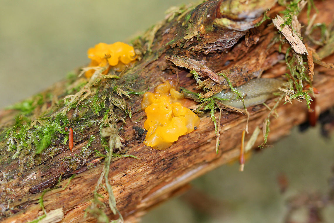 Orange Jelly Spot Irregular, brain-like, gelatinous blobs that were orange-yellow in color. Some were more liquefied than others. Fruiting bodies were 5-20mm in size. Dacrymyces chrysospermus,Dacrymyces palmatus,Fall,Geotagged,Orange Jelly Spot,United States,fungi,fungus,jelly fungus