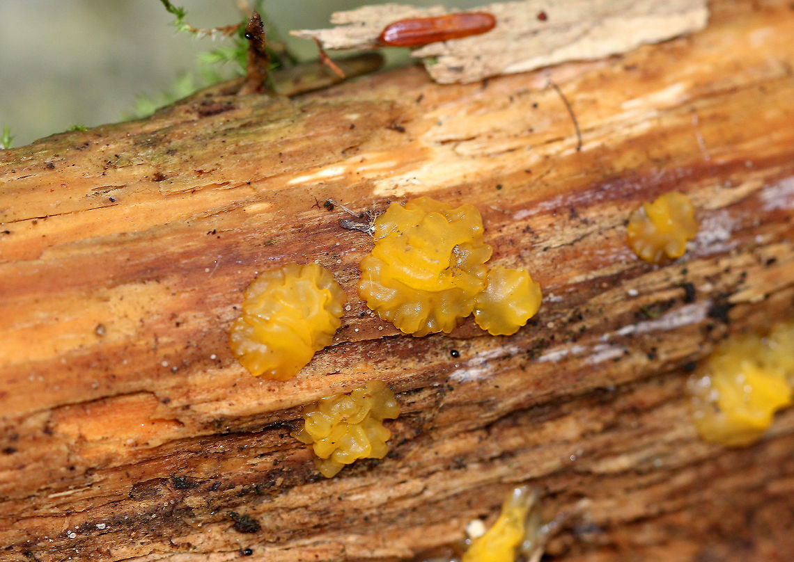 Orange Jelly Spot Irregular, brain-like, gelatinous blobs that were orange-yellow in color. Some were more liquefied than others. Fruiting bodies were 5-20mm in size. Growing on a rotting, decorticated conifer in a mixed forest. Dacrymyces chrysospermus,Dacrymyces palmatus,Fall,Geotagged,Orange Jelly Spot,United States,fungi,fungus,jelly fungus