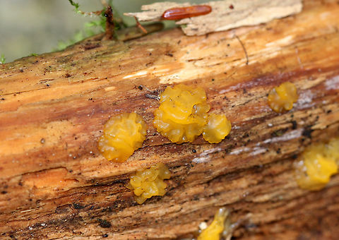 Orange Jelly Spot Irregular, brain-like, gelatinous blobs that were orange-yellow in color. Some were more liquefied than others. Fruiting bodies were 5-20mm in size. Growing on a rotting, decorticated conifer in a mixed forest. Dacrymyces chrysospermus,Dacrymyces palmatus,Fall,Geotagged,Orange Jelly Spot,United States,fungi,fungus,jelly fungus