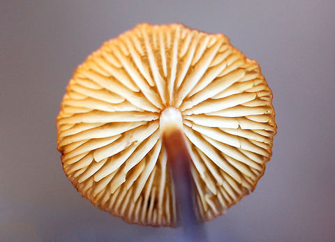 Hairy Long Stem Marasmius Orange cap that was nearly flat and about 2 cm across. The cap was wrinkled and had some slight lines around the margin. The stem was reddish brown, very tough, hairy, and rooted. Gills were cream colored and were attached to the stem. These mushrooms shrivel up when the weather is dry. When it rains again, they will revive and assume their usual proportions. This reviving ability is called "marcescence".  Fall,Geotagged,Hairy Long Stem Marasmius,Rhizomarasmius pyrrhocephalus,United States,fungi,fungus,mushroom