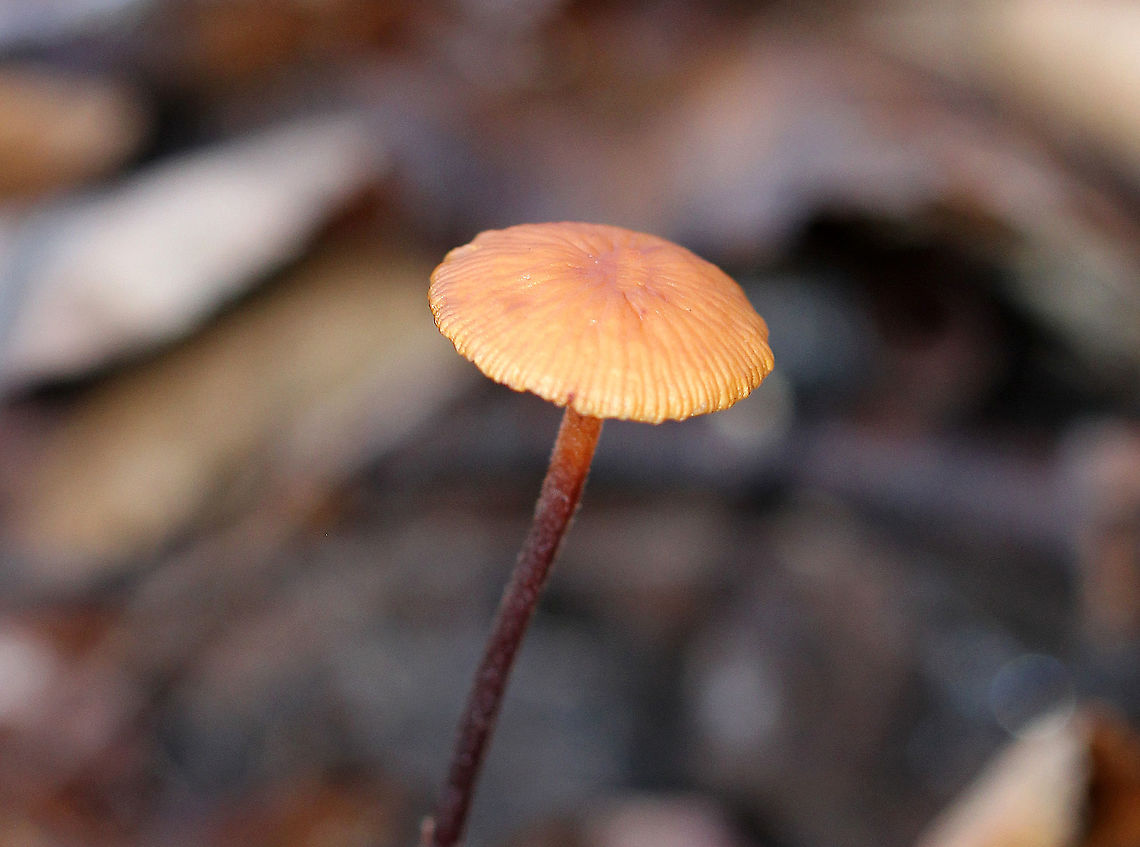 Hairy Long Stem Marasmius Orange cap that was nearly flat and about 2 cm across. The cap was wrinkled and had some slight lines around the margin. The stem was reddish brown, very tough, hairy, and rooted. Gills were cream colored and were attached to the stem. These mushrooms shrivel up when the weather is dry. When it rains again, they will revive and assume their usual proportions. This reviving ability is called &quot;marcescence&quot;.  Fall,Geotagged,Hairy Long Stem Marasmius,Rhizomarasmius pyrrhocephalus,United States,fungi,fungus,mushroom