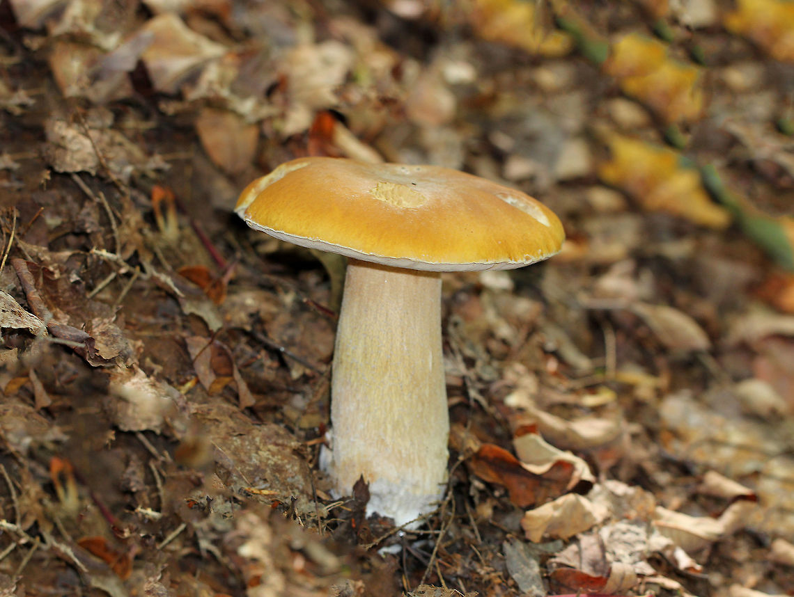 Chippewa Boletus - Boletus chippewaensis Yellow, well-chewed on cap, white pores, and buff stipe with white netting. The pores were white/yellowish. stained pale pink, and bruised when cut into.  Boletus aedulis,Boletus chippewaensis,Boletus edulis,Chippewa Bolete,Chippewa Boletus,Fall,Geotagged,United States,bolete,mushroom