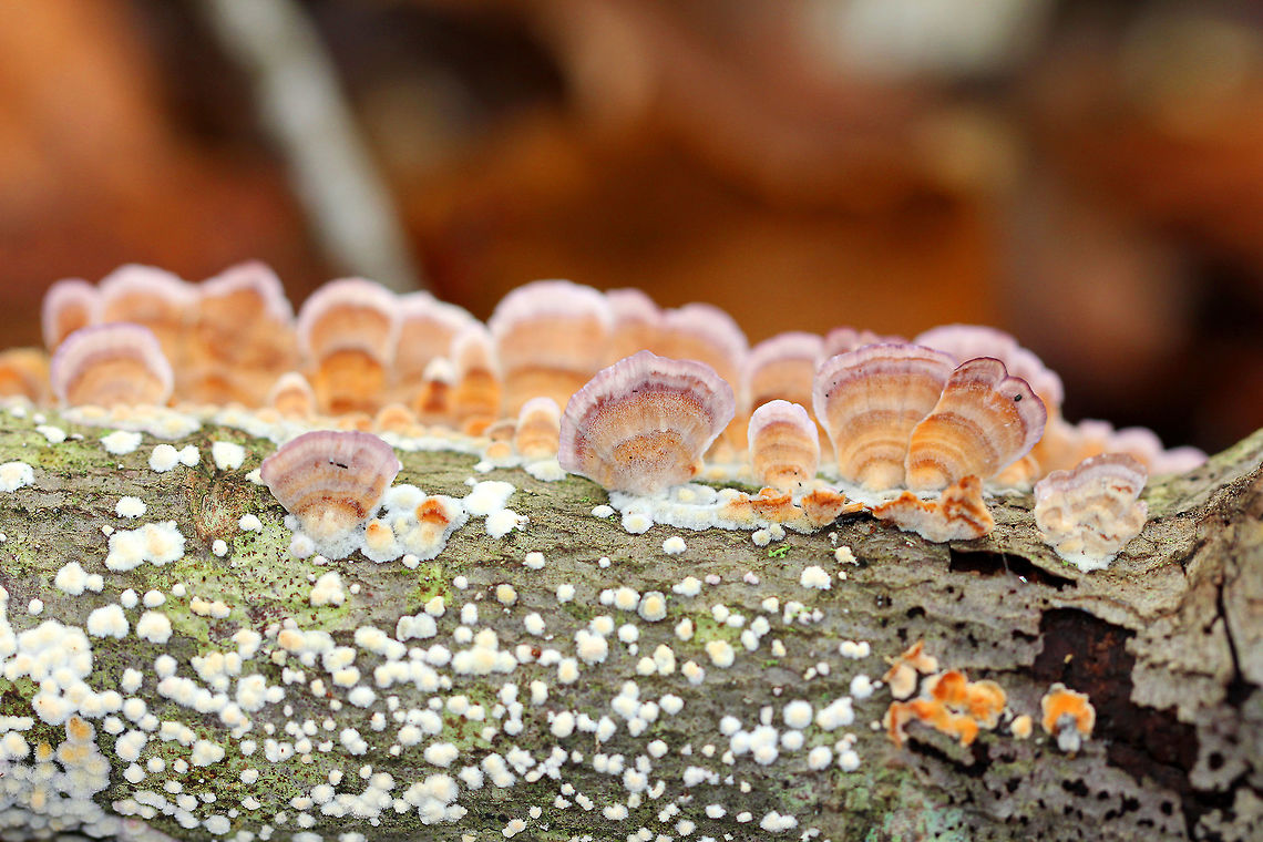 Violet-toothed Polypore Semicircular brackets with a finely hairy upper surface that had white, tan, and lilac zones of color. The pore surface was tan and lilac with white along the edges. The largest were about 5cm across. Fall,Geotagged,Trichaptum biforme,United States,Violet-toothed Polypore,fungus,polypore