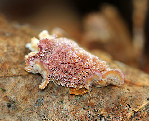 Violet-toothed Polypore Semicircular brackets with a finely hairy upper surface that had white, tan, and lilac zones of color. The pore surface was tan and lilac with white along the edges. The largest were about 5cm across.  Fall,Geotagged,Trichaptum biforme,United States,Violet-toothed Polypore,fungus,polypore