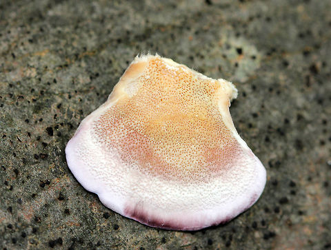 Violet-toothed Polypore Semicircular brackets with a finely hairy upper surface that had white, tan, and lilac zones of color. The pore surface was tan and lilac with white along the edges. The largest were about 5cm across.  Fall,Geotagged,Trichaptum biforme,United States,Violet-toothed Polypore,fungus,polypore