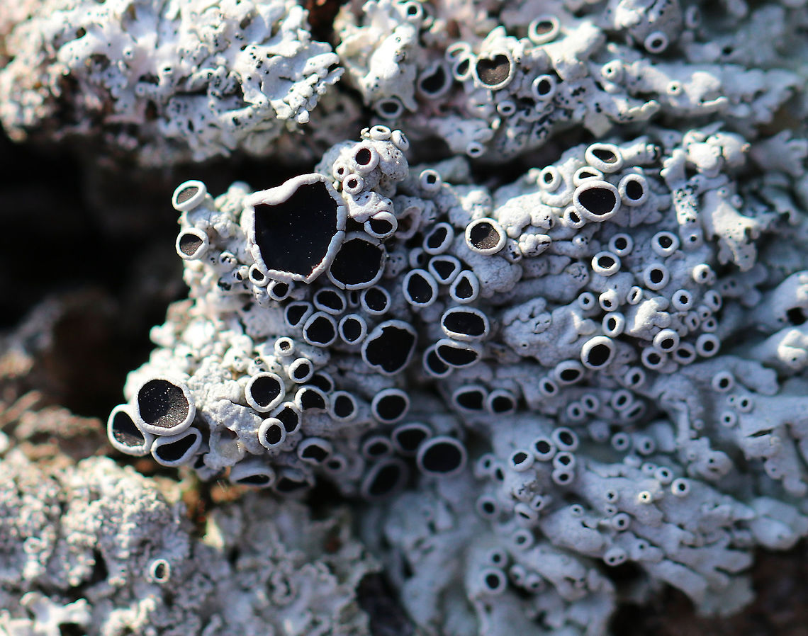 Starry Rosette Lichen Foliose, gray lichen with black apothecia. Geotagged,Physcia stellaris,Starry Rosette Lichen,United States,Winter,lichen