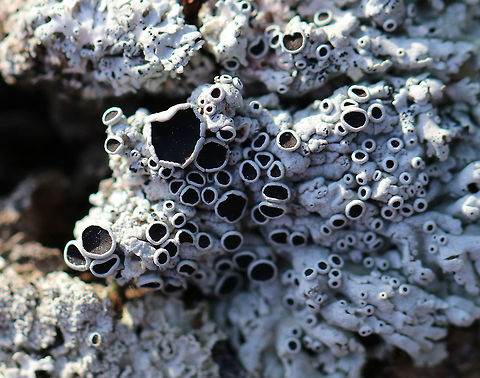 Starry Rosette Lichen Foliose, gray lichen with black apothecia. Geotagged,Physcia stellaris,Starry Rosette Lichen,United States,Winter,lichen