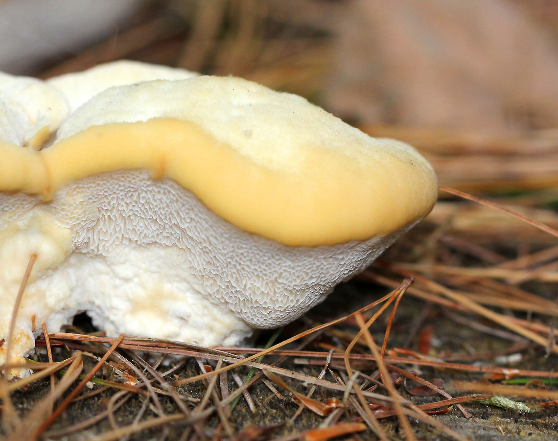 Climacocystis Borealis Fruiting bodies were white with some yellow around the margin of the cap, which comes with age. It was very hairy and soft. The pores were white with irregular and angular pore openings. This fungus is saprophytic and parasitic. It causes butt rot and root rot of conifers, and it continues as a saprobe on dead roots and stumps. Climacocystis Borealis,Climacocystis borealis,Fall,Geotagged,United States,fungus