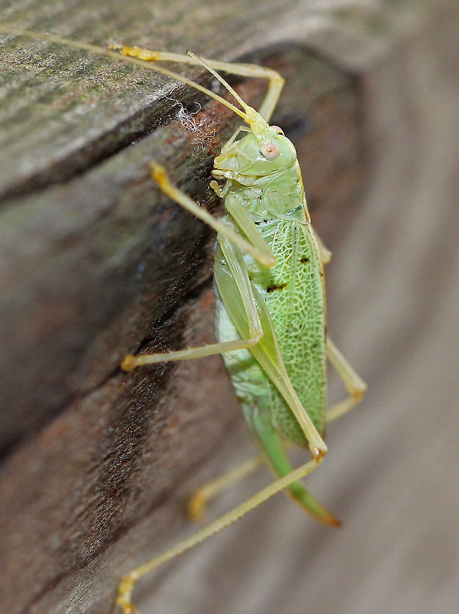 Drumming Katydid A tiny, sea-green katydid with forewings that are longer than the hindwings. This was a female, as can be determined by her long ovipositor. The entire katydid was about 15mm long. Drumming Katydid,Fall,Geotagged,Meconema thalassinum,United States,katydid