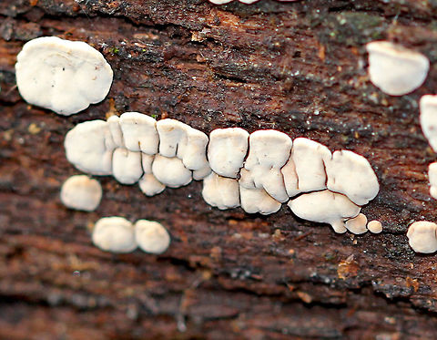 Ceramic Parchment This fungus made the log look like it was wearing dentures. Ceramic Parchment is a saprobic fungus, which I spotted growing densely and gregariously on a rotting log in patches of adjacent frustules. The individual fruiting bodies were irregularly shaped, resupinate, and were approximately 3-6mm in size.  Ceramic Parchment,Fall,Geotagged,United States,Xylobolus frustulatus,fungus