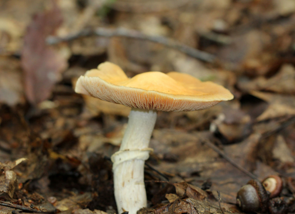 Gypsy Mushroom Yellow cap with a tan margin. The cap had a fibrous texture, and was about 7cm diameter. The stipe was rough and had a thick ring. Gills were close, attached to the stem, and pale cinnamon in color. Cortinarius caperatus,Geotagged,Gypsy Mushroom,Summer,United States,fungus,mushroom