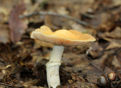 Gypsy Mushroom Yellow cap with a tan margin. The cap had a fibrous texture, and was about 7cm diameter. The stipe was rough and had a thick ring. Gills were close, attached to the stem, and pale cinnamon in color. Cortinarius caperatus,Geotagged,Gypsy Mushroom,Summer,United States,fungus,mushroom