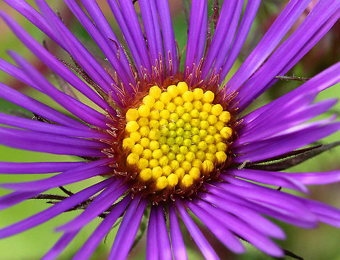 New England Aster Large, hairy, leafy plant with bright purple and yellow flower heads that are clustered at the ends of the branches. This plant was at least 6 feet tall. Specific epithet means of New England, USA. Geotagged,New England Aster,Summer,Symphyotrichum novae-angliae,United States,aster