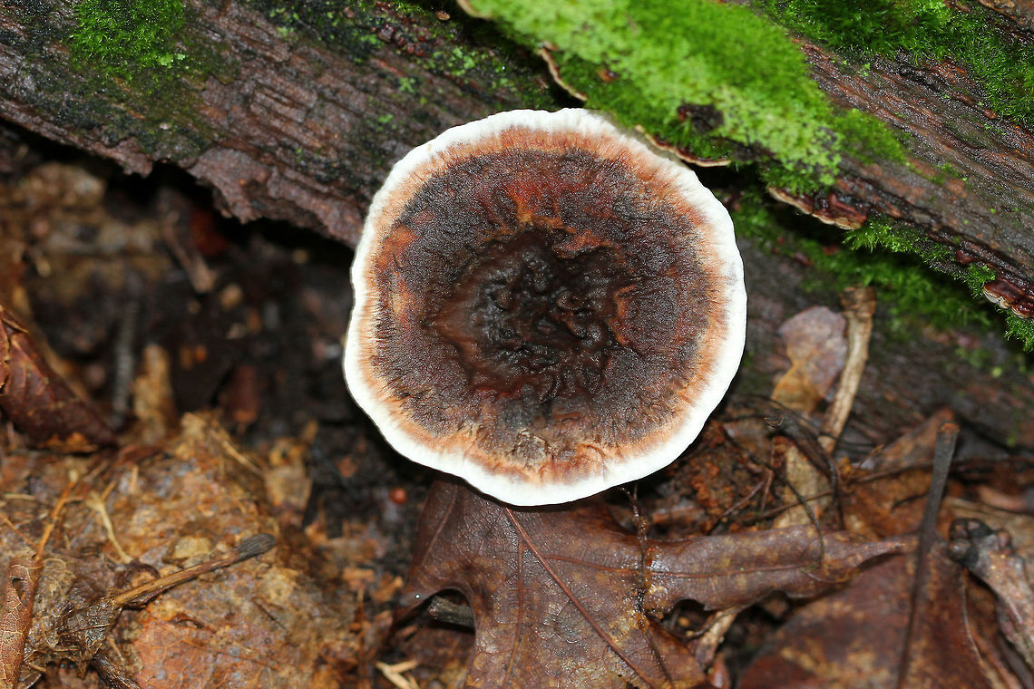 Ridged Tooth Depressed, bumpy cap that was about 5 cm across. The margin was wavy, and the surface of the cap was slightly shiny and soft to the touch. On the undersurface, it had brownish, decurrent spines. The flesh had a mealy smell. Geotagged,Hydnellum scrobiculatum,Ridged Tooth,Summer,United States,fungus,mushroom