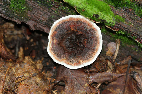 Ridged Tooth Depressed, bumpy cap that was about 5 cm across. The margin was wavy, and the surface of the cap was slightly shiny and soft to the touch. On the undersurface, it had brownish, decurrent spines. The flesh had a mealy smell. Geotagged,Hydnellum scrobiculatum,Ridged Tooth,Summer,United States,fungus,mushroom