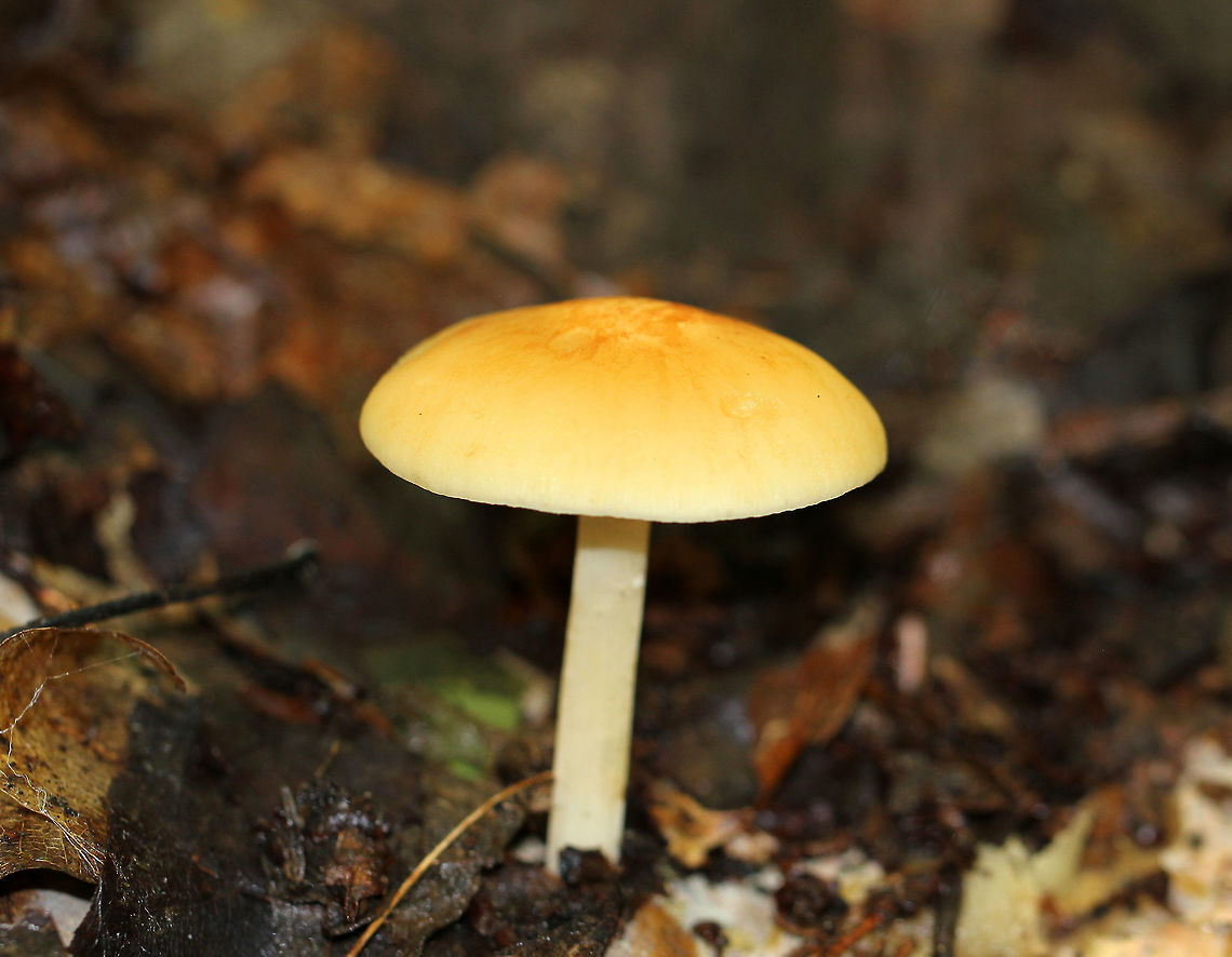 Orange-Yellow Marasmius The pileus was light yellow-orange, and was about 6cm wide. The gills were white, crowded, and attached to the stipe. The stipe was approximately 8cm long and had some white basal mycelium. Geotagged,Marasmius strictipes,Orange-Yellow Marasmius,Summer,United States,fungus,mushroom