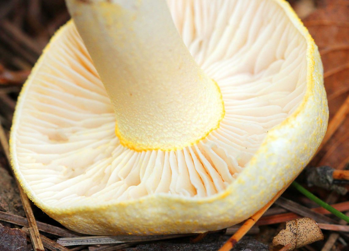 Gold-flecked Woodwax White waxy cap that is decorated with yellow flakes. The apex of the stem had yellow flakes aggregated into an imperfect ring zone. Fungus,Geotagged,Gold-flecked Woodwax,Hygrophorus chrysodon,Summer,United States,mushroom